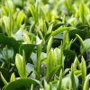 创业茶行(谢）的头像
