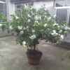 栀子花开的头像