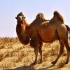  沙漠骆驼的头像