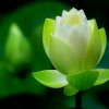 阿姣的头像