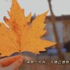 雪花飘落的头像