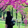 风过无痕的头像
