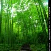 暗夜啸月的头像