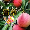蒲草的头像