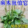 狼神杨阳的头像