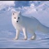 雪山飞狐的头像