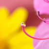 Rose的头像