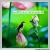LLYDFIyingFish的头像