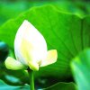 @*荷《佛歌》主号（离开一段时间！祝吉祥快乐每一天！）的头像