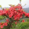 映山红的头像