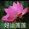好运莲莲的头像