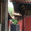 梅的头像