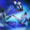 七彩蝶的头像