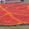 小铃铛的头像