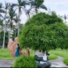 幸运星的头像