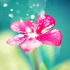 钢琴上的芭蕾的头像