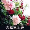 愉悦的头像