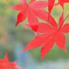 红叶的头像