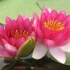 芳芳的头像