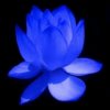 ༺ཉི།雨点།ཉྀ༻的头像