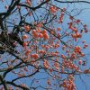 芳香的头像