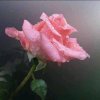 梅花的头像