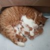 小星猫的头像