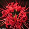彼岸花的头像