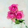 百花仙子的头像