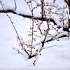 雪中梅的头像