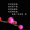 梅的头像