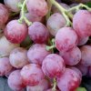 葡萄的头像