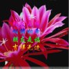 又见山里红的头像