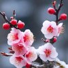 梅花树根的头像
