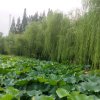 春雨的头像