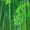 知足者的头像