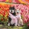 ❁沉默是金的头像