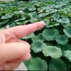 恋尚妳德weidao的头像