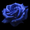 蓝色蔷薇 的头像