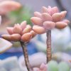 纳兰阳光灿烂的头像