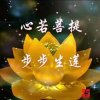 菩提（净清）的头像