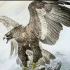 雄鹰的头像