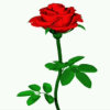 带刺的玫瑰的头像