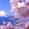 浪漫樱花的头像