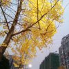 停奕海燕子的头像
