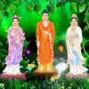誓报佛恩(因为太忙不能回复随喜聆听转发)的头像