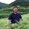 红枫的头像