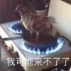 馨桑的头像