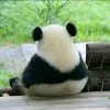 西伯利亚狼的头像