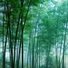 星星之火的头像